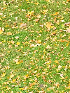 photo gallery id 299219